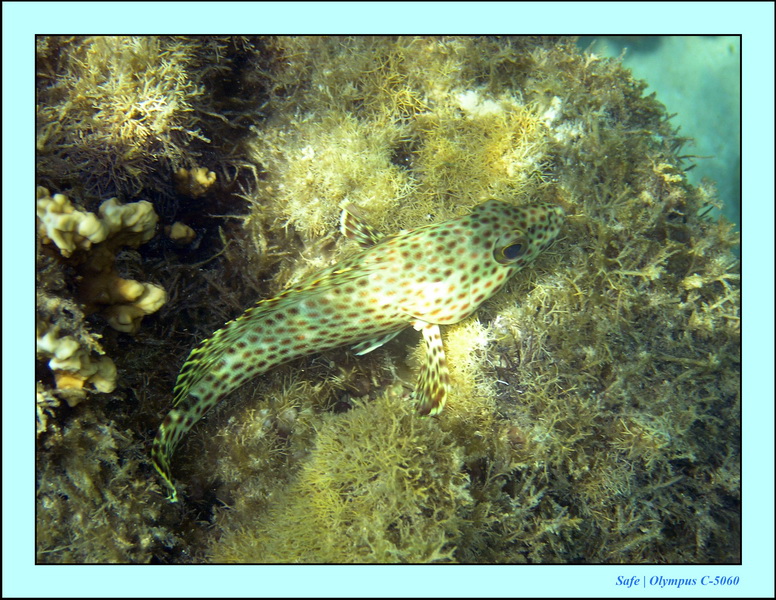 2005 - 11 - Maragogi - parc marin de gales 29.JPG